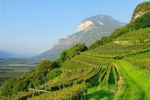 Weinbau im südlichen Etschtal bei der Stadt Trento.