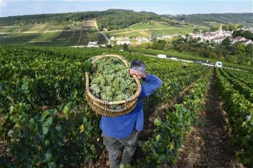 Handlese ist in den meisten Regionen Burgunds der Standard – nur so lässt sich sicherstellen, dass nur gesunde Trauben in den Keller kommen.