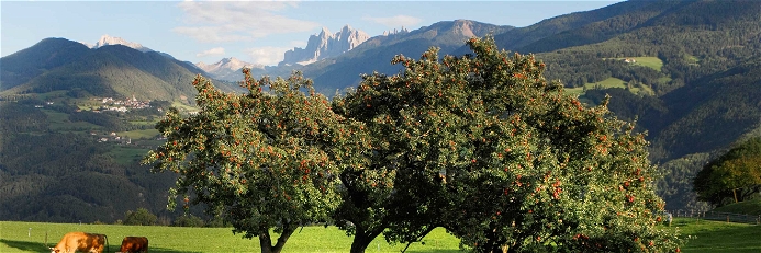 Höhenluft, über 300 Sonnenstunden und hohe Temperaturunterschiede zwischen Tag und Nacht sorgen dafür, dass Südtiroler Äpfel besonders saftig werden.