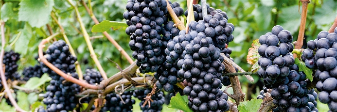 Unverkennbar: reife Blauburgunder-Trauben kurz vor der Ernte. Keine Traubensorte ist in der Schweiz häufiger anzutreffen.