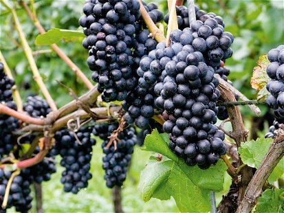 Unverkennbar: reife Blauburgunder-Trauben kurz vor der Ernte. Keine Traubensorte ist in der Schweiz häufiger anzutreffen.