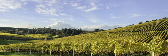 Die erworbenen Weinflächen in Oregon&nbsp;erstrecken sich über 35 Hektar.&nbsp;
