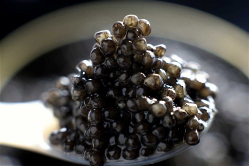 Kaviar aus dem Tropenhaus Frutigen