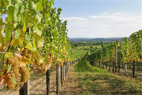 Holt mit seinen Weinen immer wieder Top-Bewertungen in den Falstaff-Guides:&nbsp;das Weingut Kollwentz in Großhöflein.