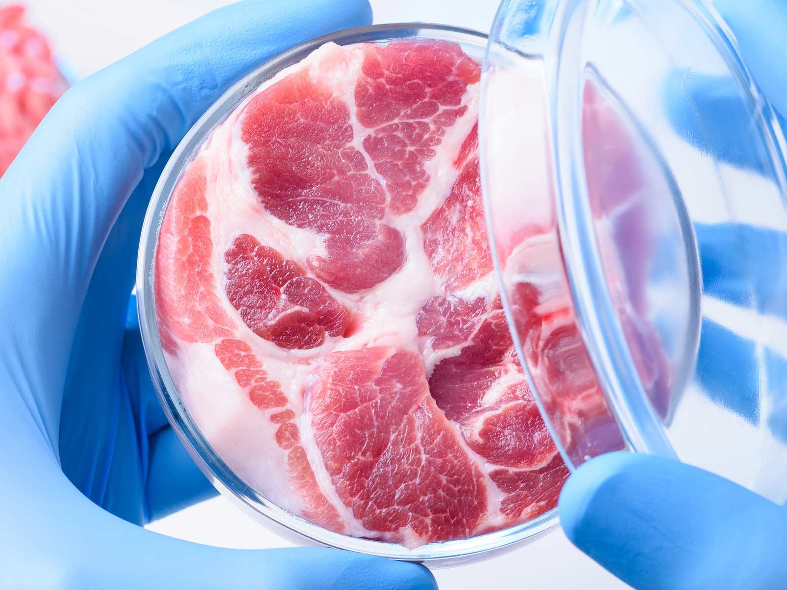Fleisch aus dem Labor könnte in der Zukunft günstiger sein als jenes aus Massentierhaltung.