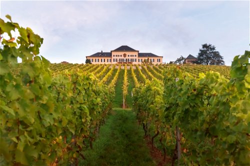 Das Weingut Schloss Johannisberg im Rheingau erzeugt einen der besten Weine Deutschlands. Hier wurde in die Weinproduktion investiert, der Keller ausgebaut sowie die Organisation neu strukturiert.