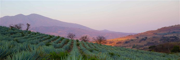 Im mexikanischen Bundesstaat Jalisco werden die Blauen Agaven für den Volcán Tequila angebaut.