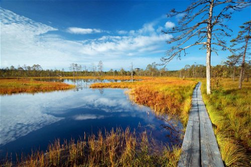 Das Viru bogs Moor im&nbsp;Lahemaa National Park in Estland kann man auf Holz-Pfaden druchwandern.