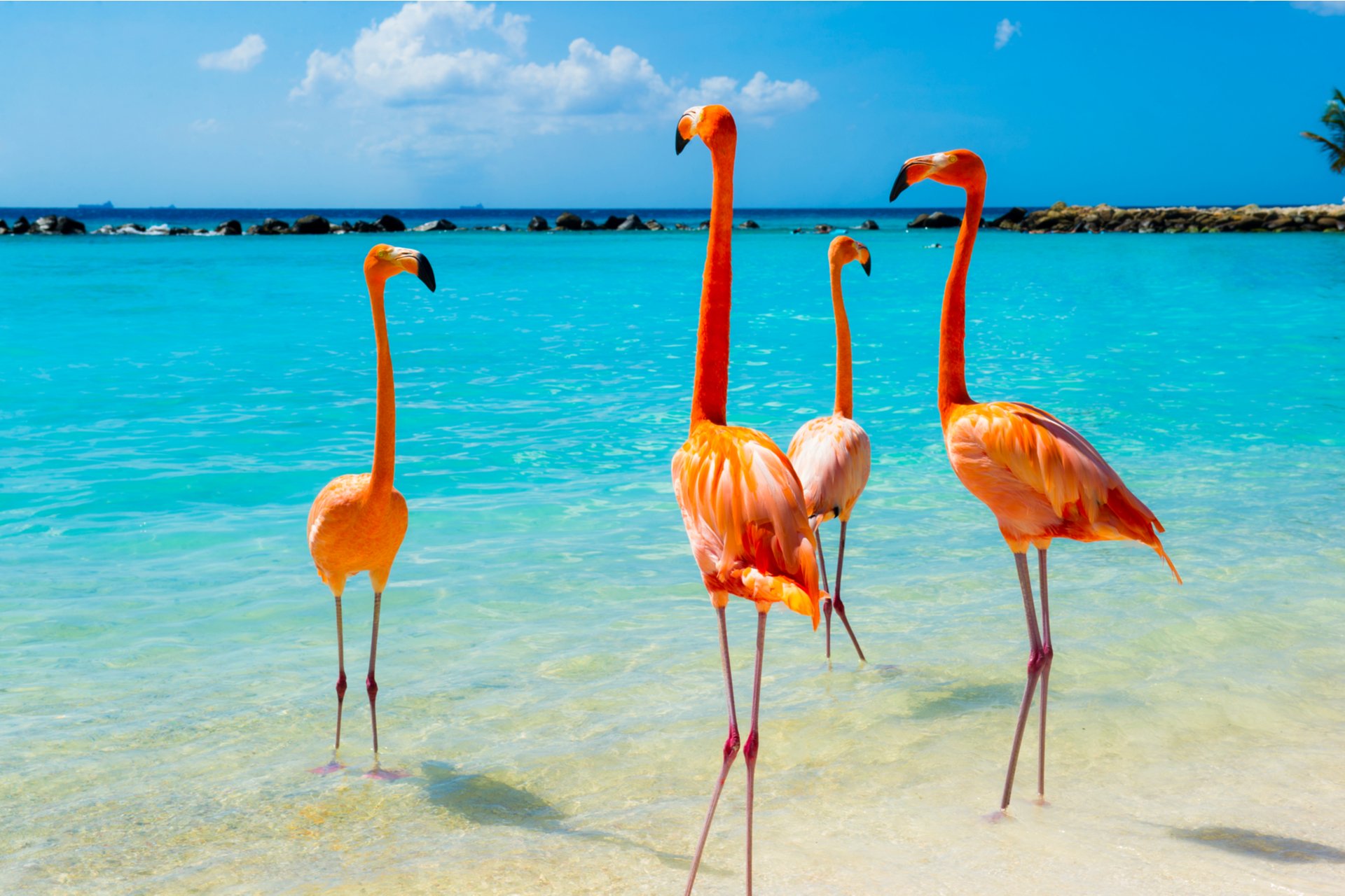 Pink flamingos roam the serene beach in Aruba