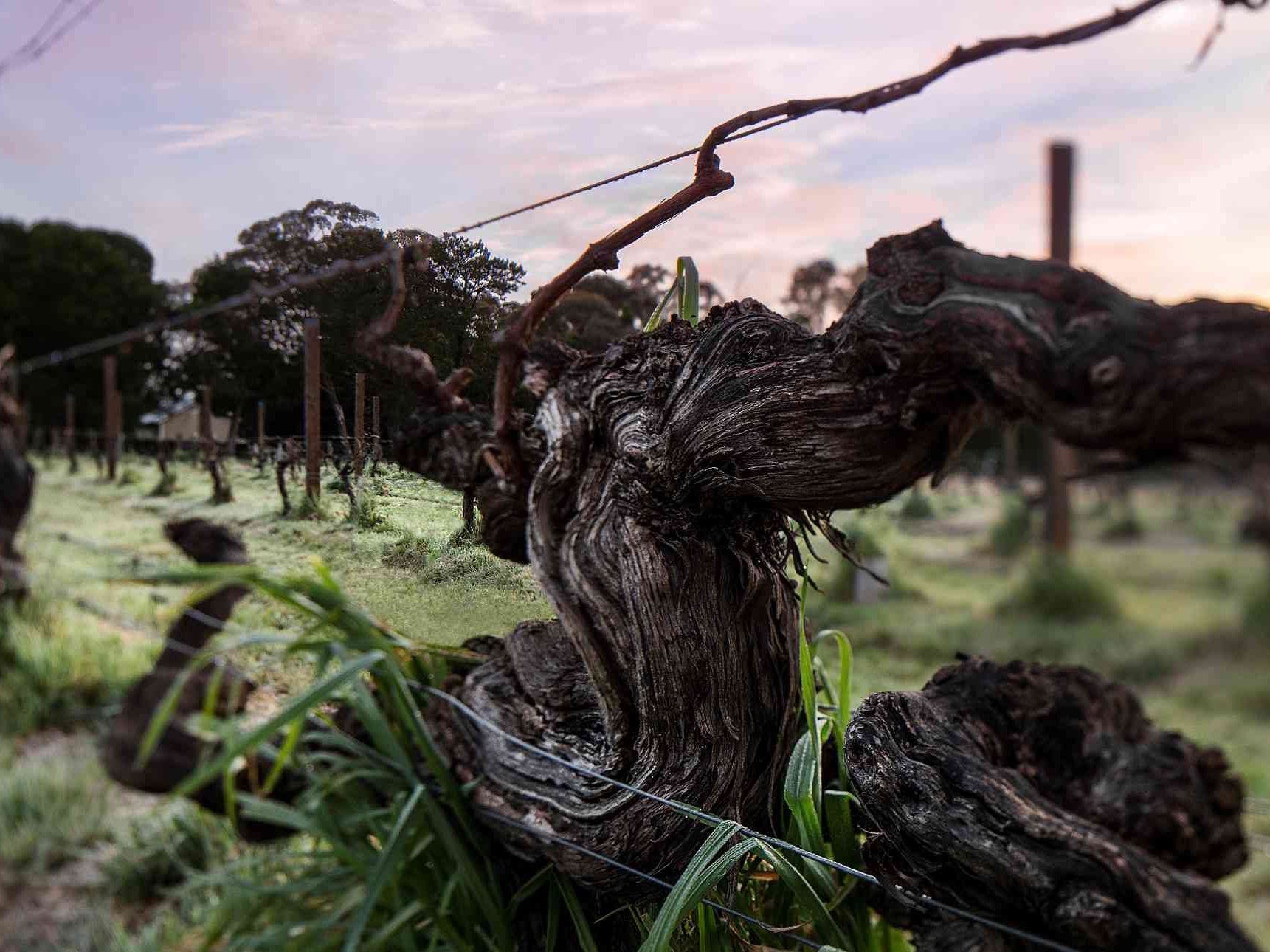 Old Vines at Hill of Grace, Eden Valley