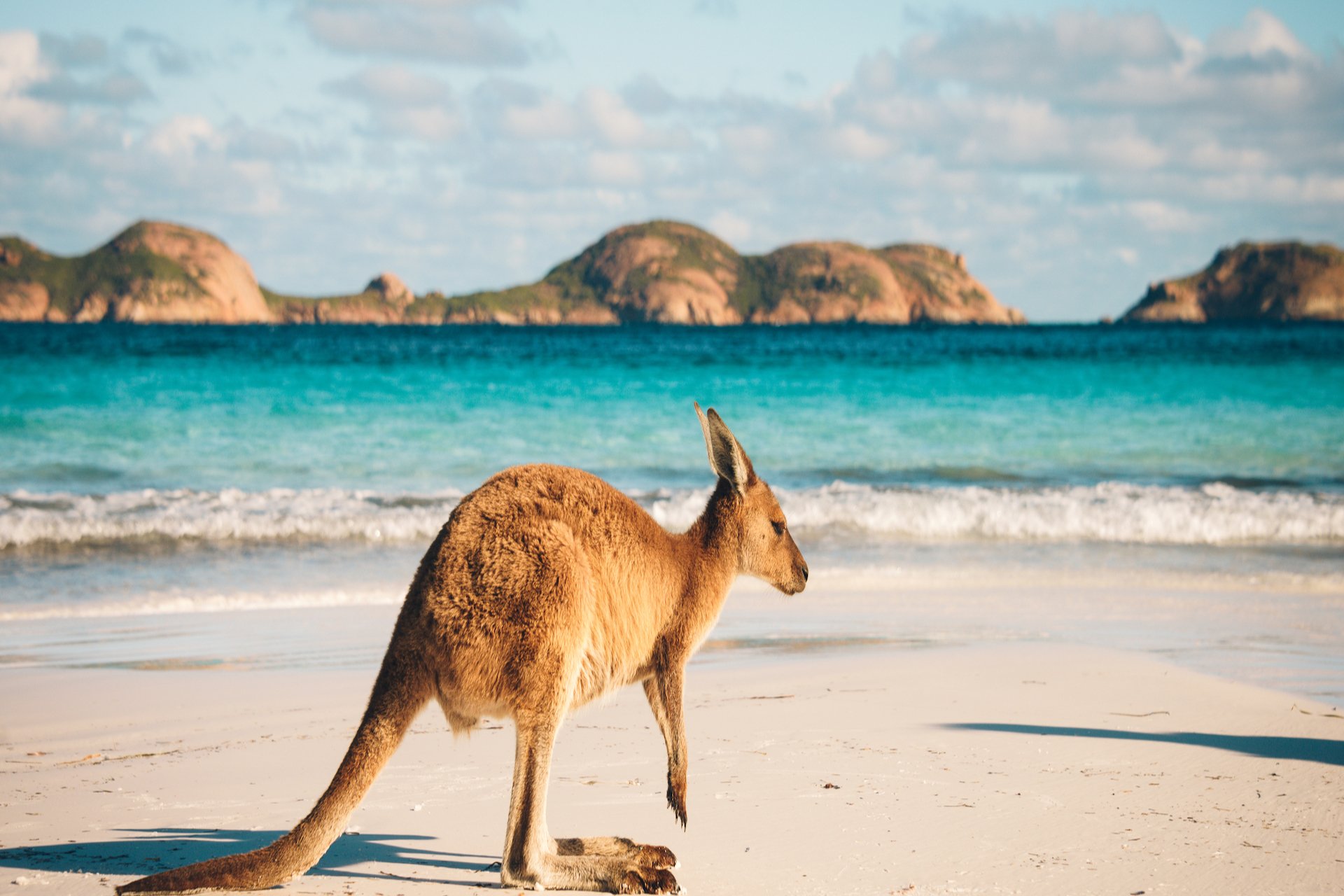 Lucky Bay: You can see kangaroos lying in this summer paradise