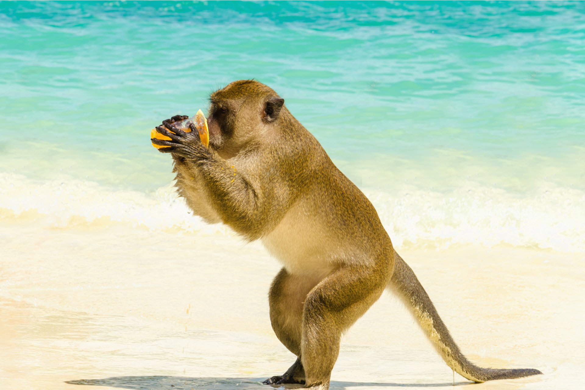 Monkey beach, Thailand -&nbsp;Blue sea, tropical sun and cheeky monkeys are all waiting for you