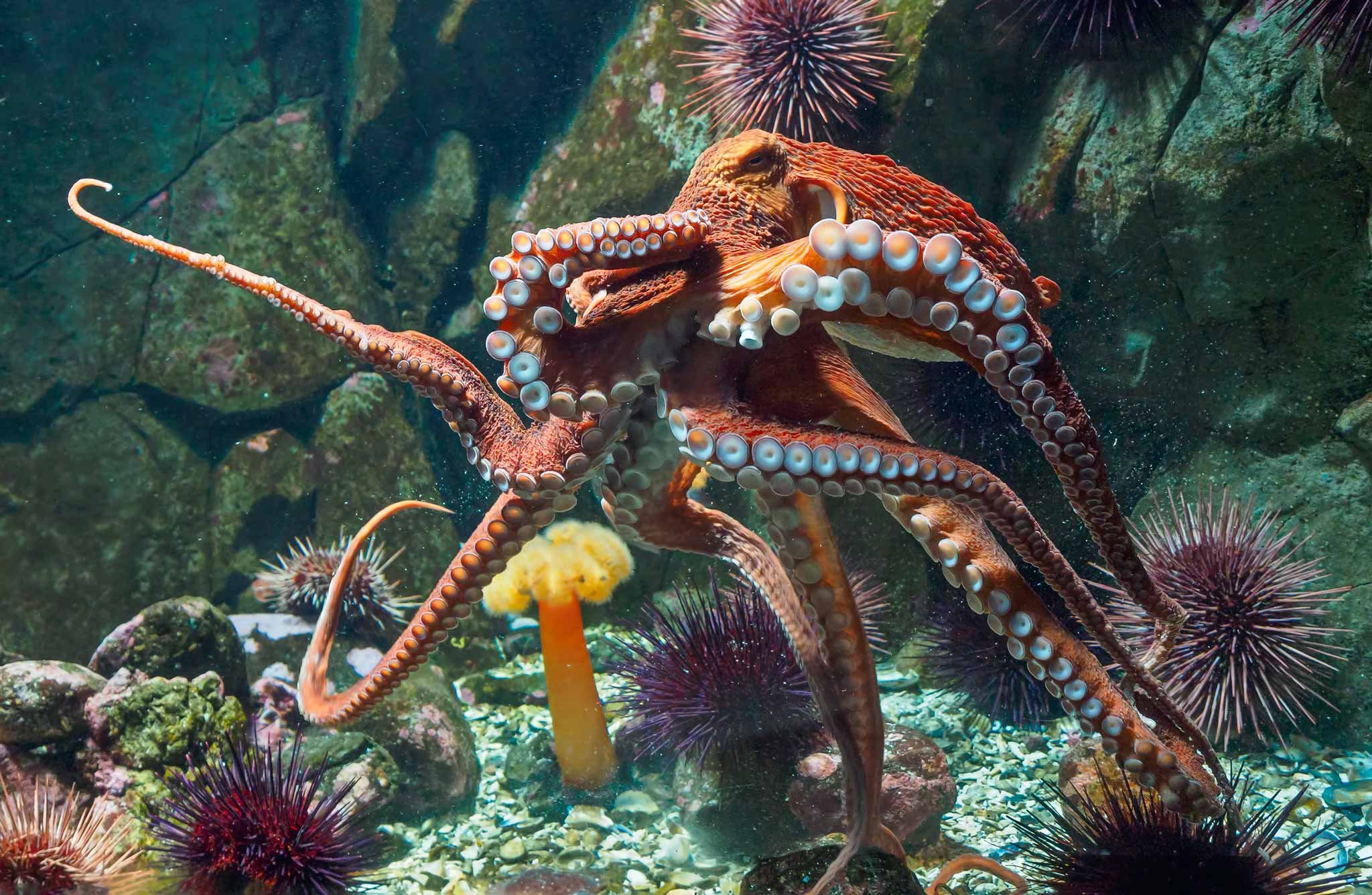Oktopus und Seeigel gehören zu den größten Delikatessen des Meeres. Während das Tiefkühlen die Konsistenz des Stacheltiers ruiniert, wird der Oktopus dadurch nur zarter.