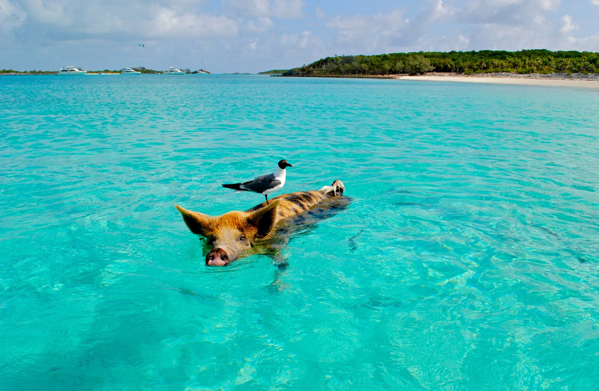 The island is populated by a colony of wild pigs who enjoy an easy life