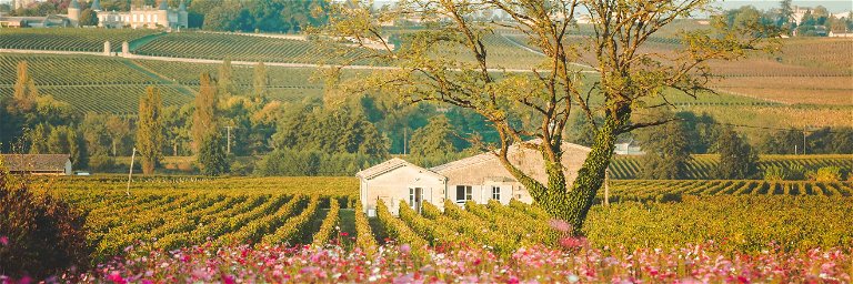 Saint-Émilion bringt nicht nur grossartige Weine hervor,&nbsp;1999 wurde das Gebiet auch zum UNESCO zum Weltkulturerbe ernannt.