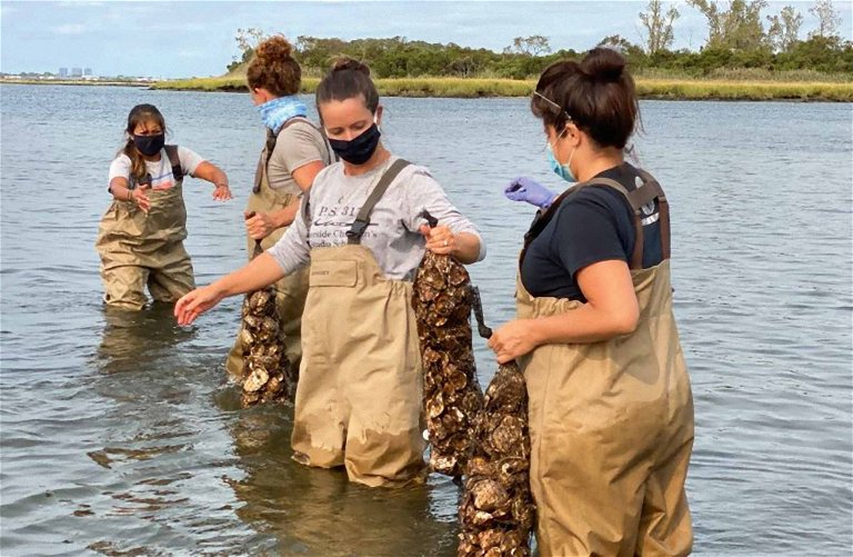Lebendiger Umweltschutz: Schätzungen zufolge haben die Austern seit dem Beginn des Projekts im Jahr 2014 bereits über 3000 Tonnen Stickstoff aus dem Wasser gefiltert.