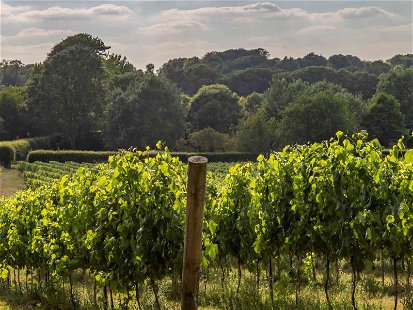Vineyard in the English Countryside