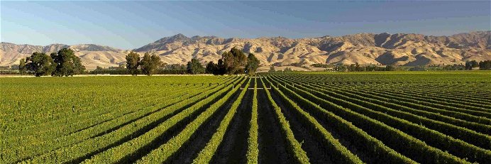 Vineyards in Marlborough, New Zealand