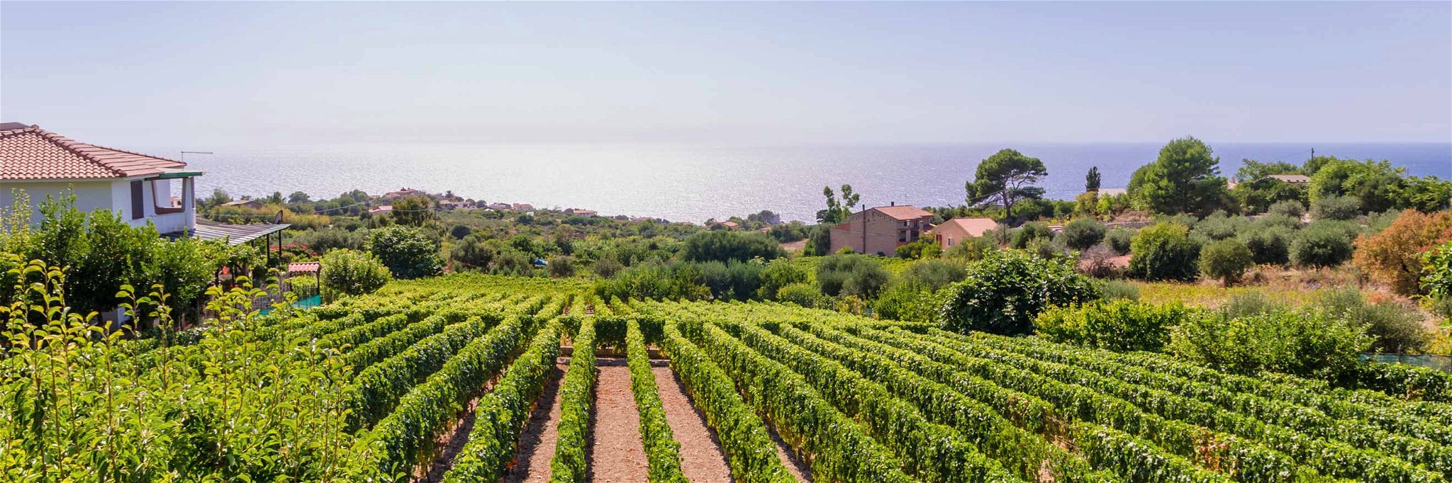 Faszinierender Blick aufs azurblaue Meer: Dieses Privileg genießen in Sardinien viele Weingärten.&nbsp;