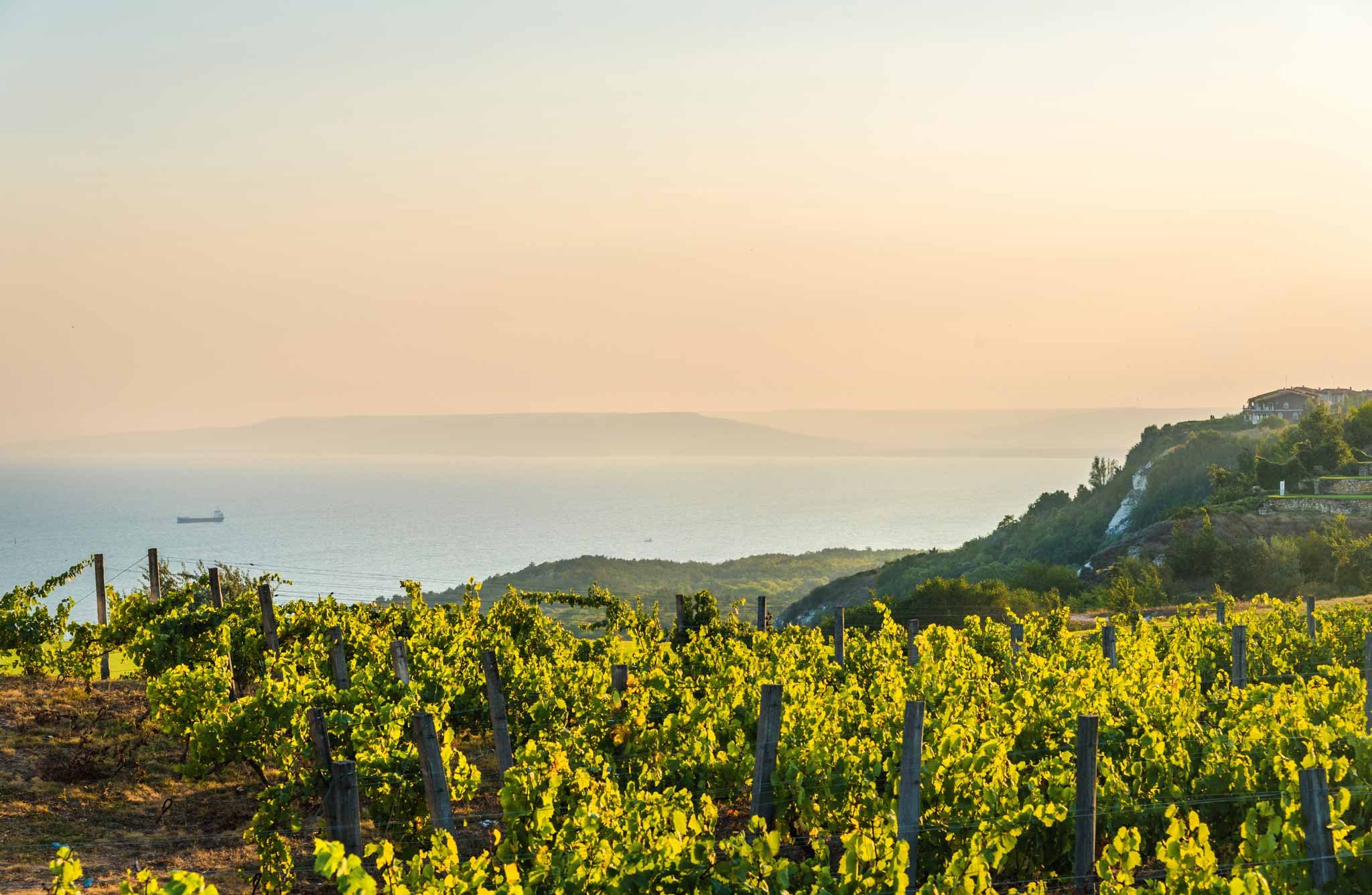 Weinbau am Mittelmeer: Bereits seit der Antike ist Europas größtes Meer der Taktgeber für das größte und wichtigste Trendlabor des Weinbaus in der Alten Welt.