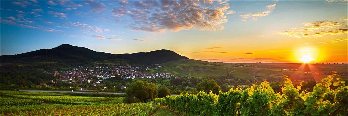 Sonnenaufgang in der Pfalz – die besten Weinberge liegen an sanften Hängen am Rand&nbsp;des Pfälzer Walds.