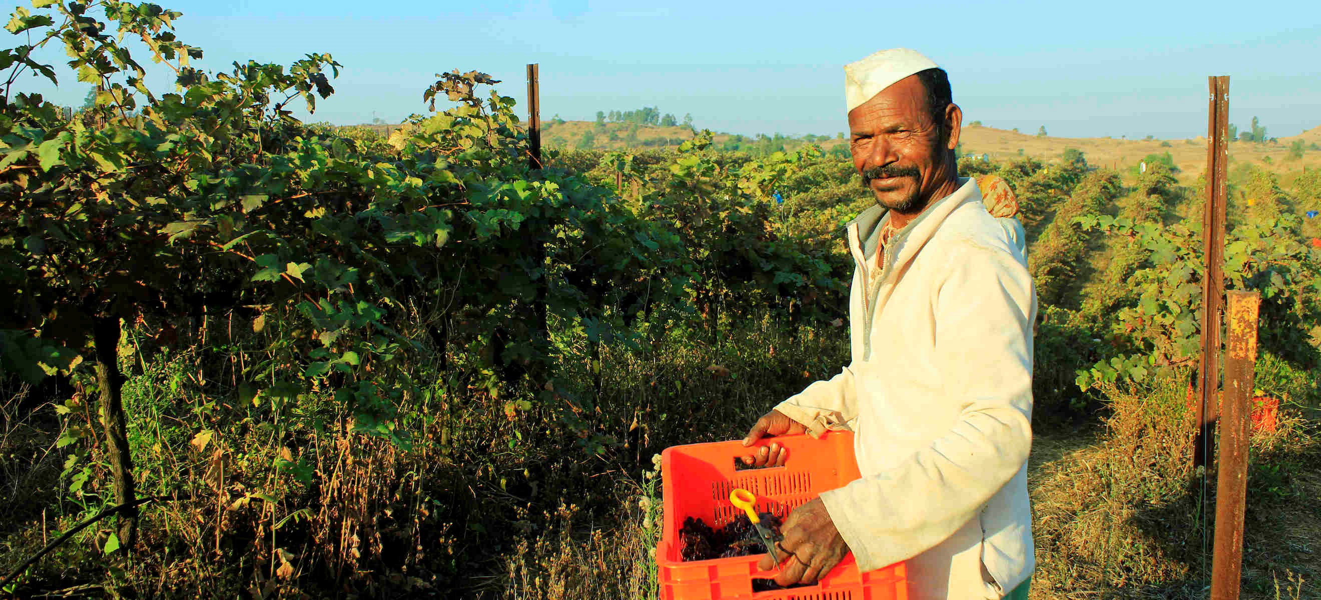 Wines from the Indian Subcontinent: The Nashik Valley in Maharashtra -  Falstaff