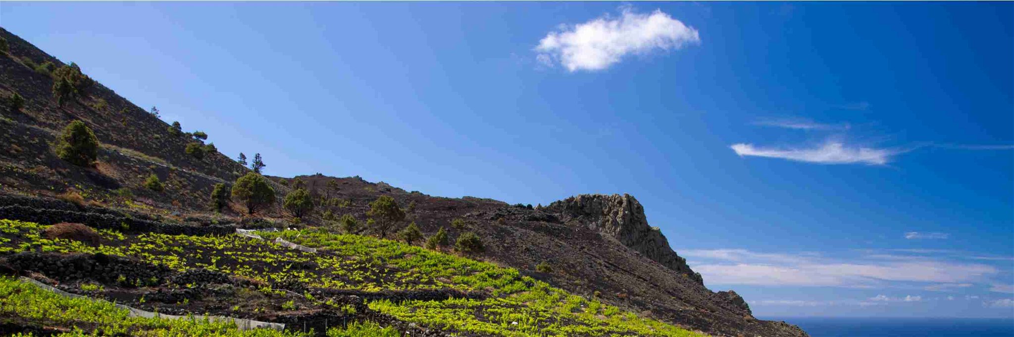 Volcanic vineyards on the Island of La Palma