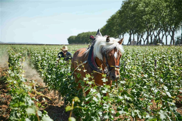 Ploughing with horse in the Clos de Marey-Monge