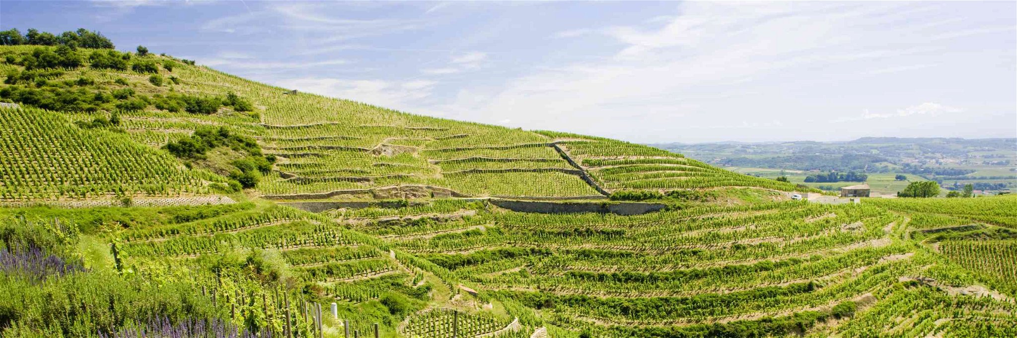 Summer in the Rhône Vineyards in Southern France