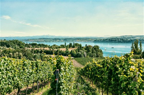 Die Lagen des Weinguts Krebs &amp; Steiner am Bielersee gehören zu den schönsten der Region.