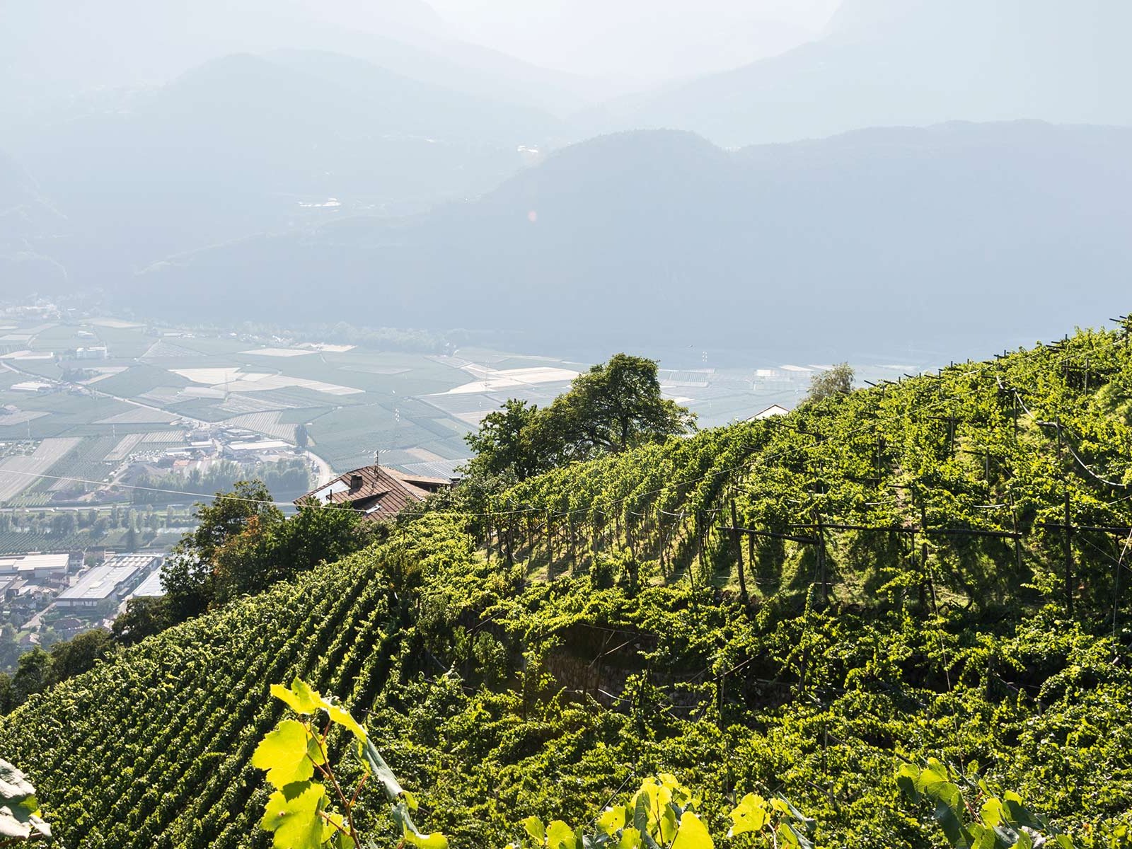 Steil, steiler, Südtirol: Extreme Hanglagen in luftiger Höhe machen die Südtiroler Weine so spannend!