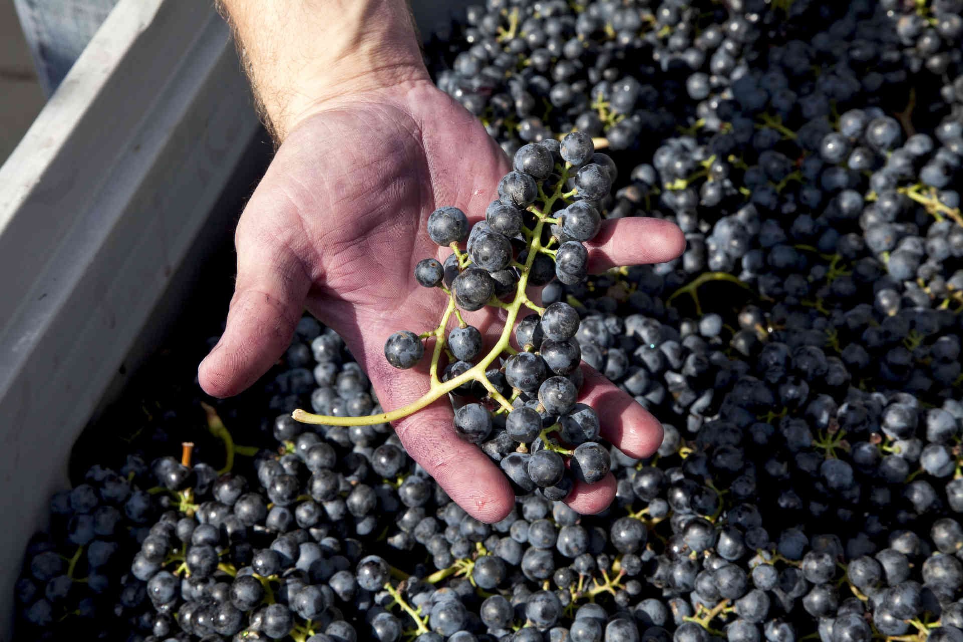 Das Weingut hat eine Fläche von 42 Hektar und führt die&nbsp; Sorten Zweigelt, Merlot, Cabernet Sauvignon, Syrah, Blaufränkisch, Cabernet Franc, Chardonnay und Sauvignon Blanc.