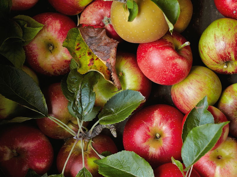 Auf den Apfel kommt’s an: Vor allem alte Apfelsorten wie Gelbmöstler, Sauergrauech oder Bohnapfel eignen sich für die Cidreproduktion.