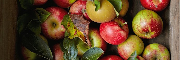 Auf den Apfel kommt’s an: Vor allem alte Apfelsorten wie Gelbmöstler, Sauergrauech oder Bohnapfel eignen sich für die Cidreproduktion.