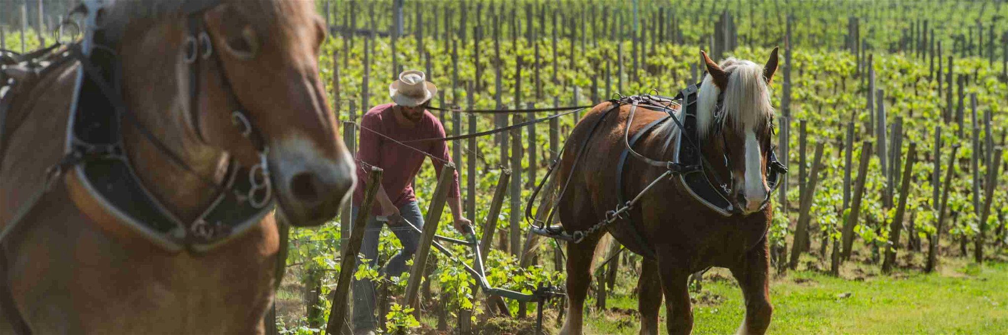 Farming Vineyards with Horses&nbsp;