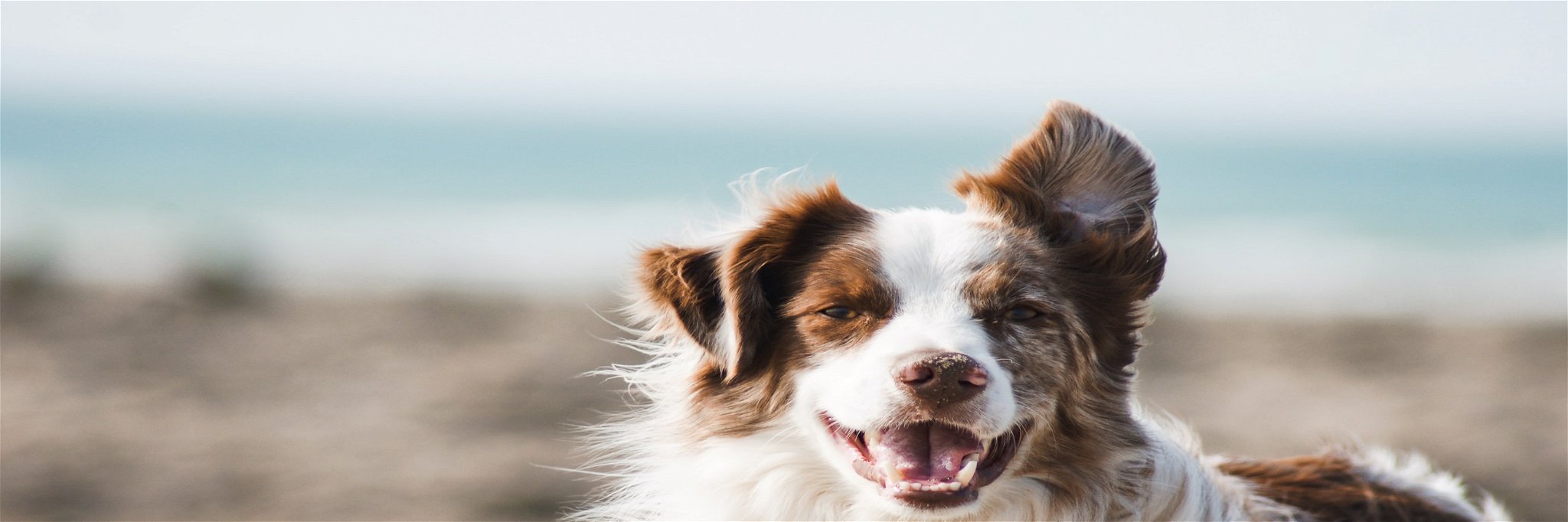 IHG Hotels and Resorts Launch a New Program for Pet Owners&nbsp;