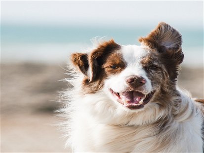 IHG Hotels and Resorts Launch a New Program for Pet Owners&nbsp;