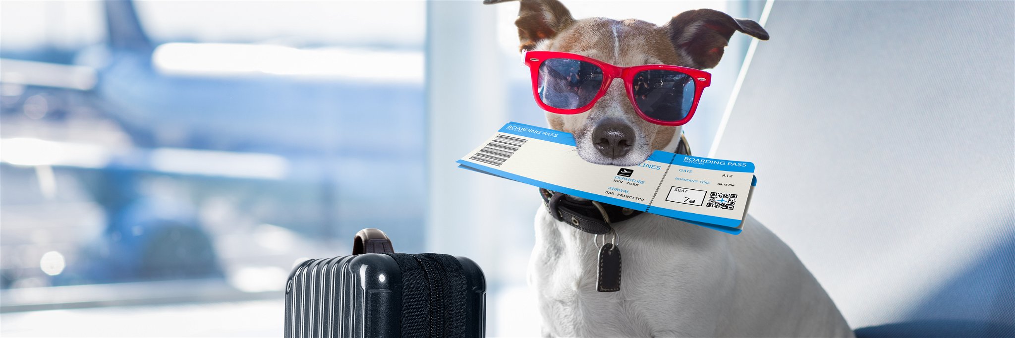 Australian Passengers Could Soon Be Allowed to Take Pets in the Cabin of Planes