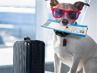 Australian Passengers Could Soon Be Allowed to Take Pets in the Cabin of Planes