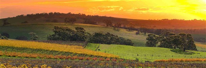 Weingärten in Süd-Australiens Barossa Valley