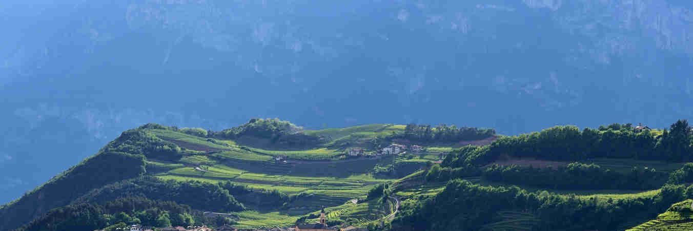 Alpine Vineyards in Trentino