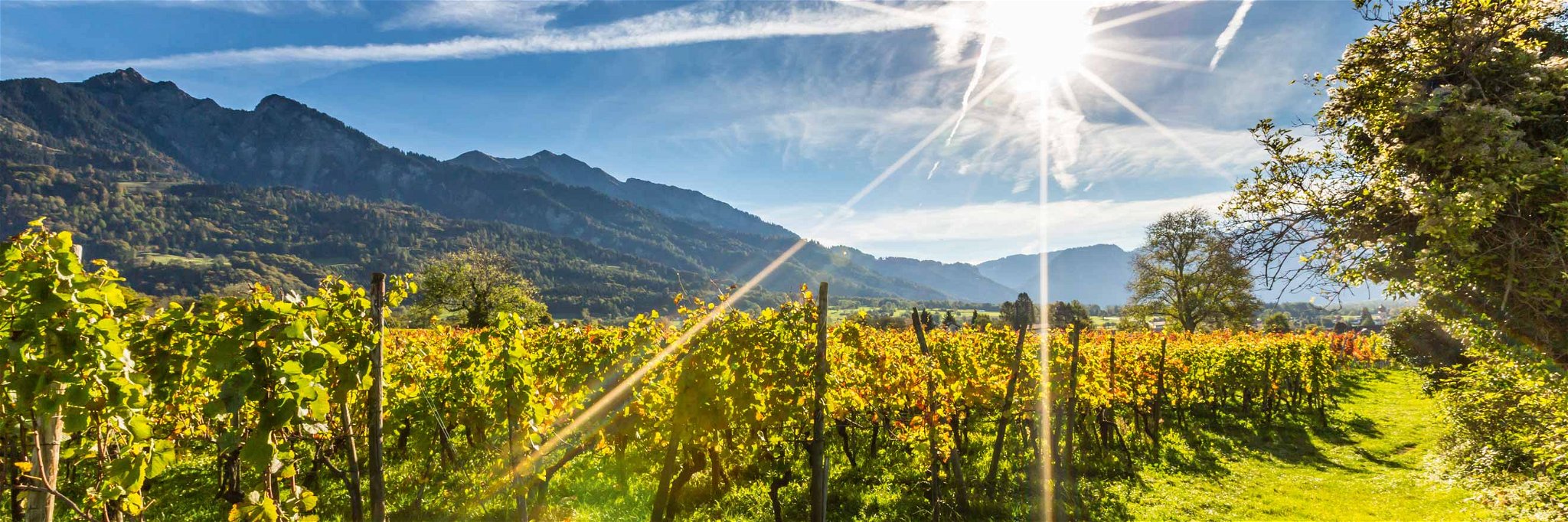 Umgeben von den Alpen entstehen in Graubünden einige der besten Weine der Schweiz.
