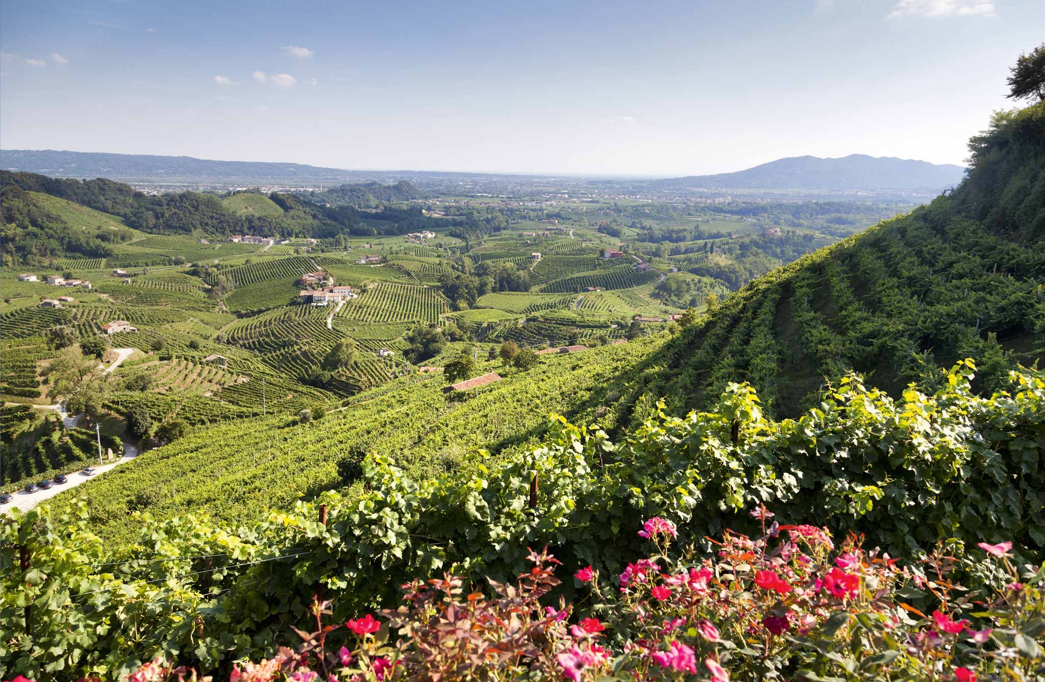 Prosecco Rosé folgt dem allgemeinen Trend zu Rosé-Weinen – und ist damit überaus erfolgreich.