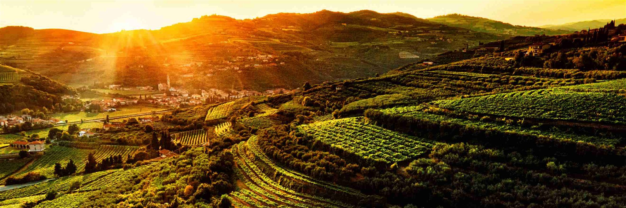 Valpolicella vineyards at sunset