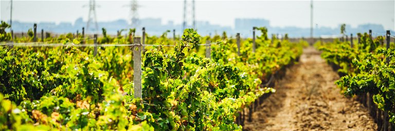 Azerbaijan is looking to develop wine tourism with a new wine route.&nbsp;&nbsp;