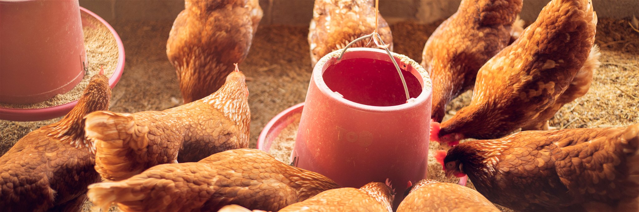 Dunkin' Donuts Commits 100% Cage-Free Eggs by 2025&nbsp;