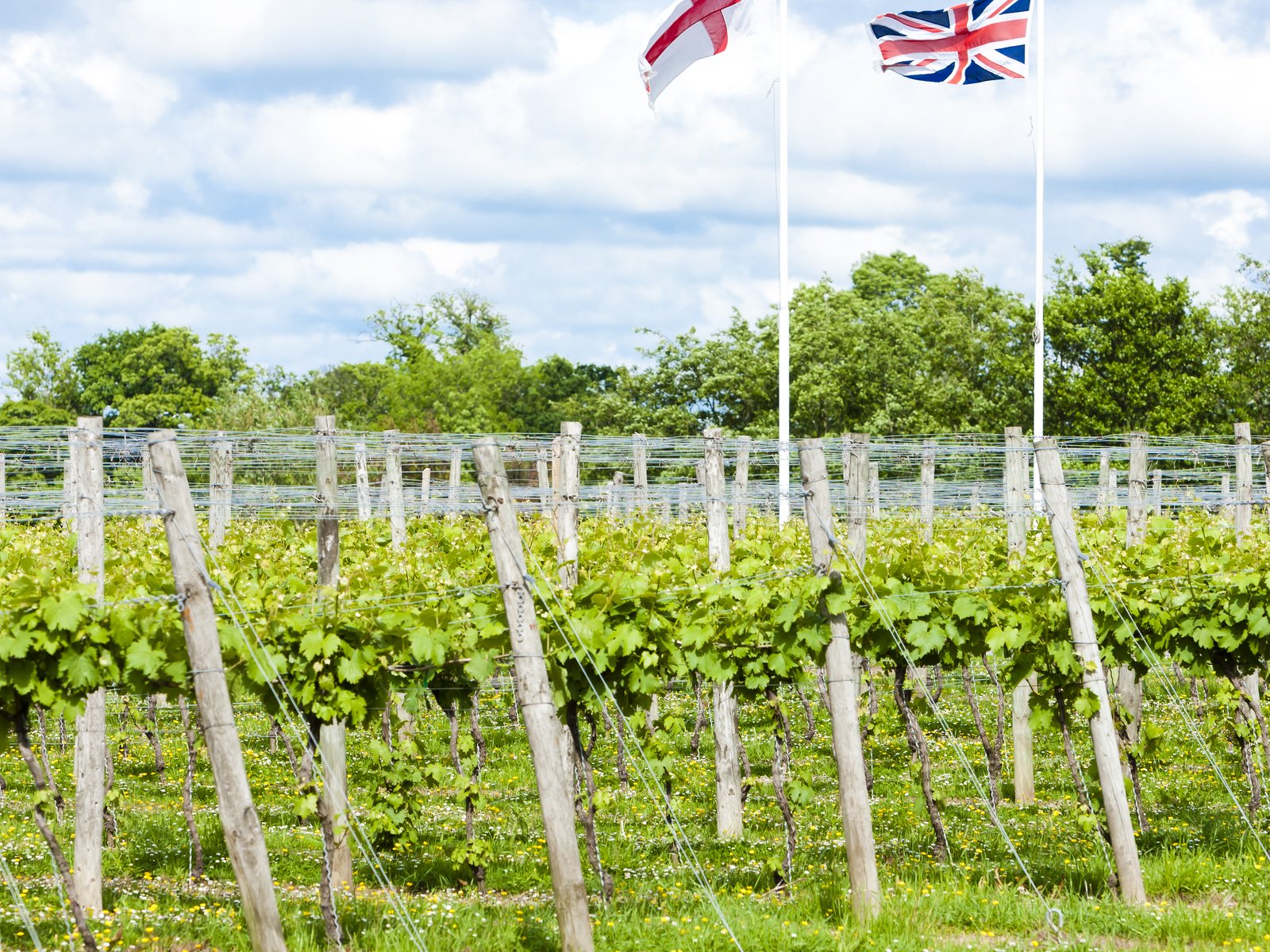 Twenty three UK vineyards have now achieved sustainable certification.