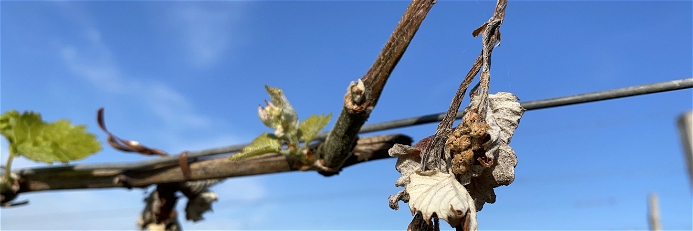 Vines Ravaged&nbsp;by Spring Frosts in France