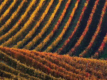 Herbstliche Kolorierung in den Weinbergen