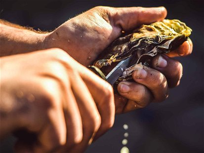 Oysters: Comeback of the Super Shellfish